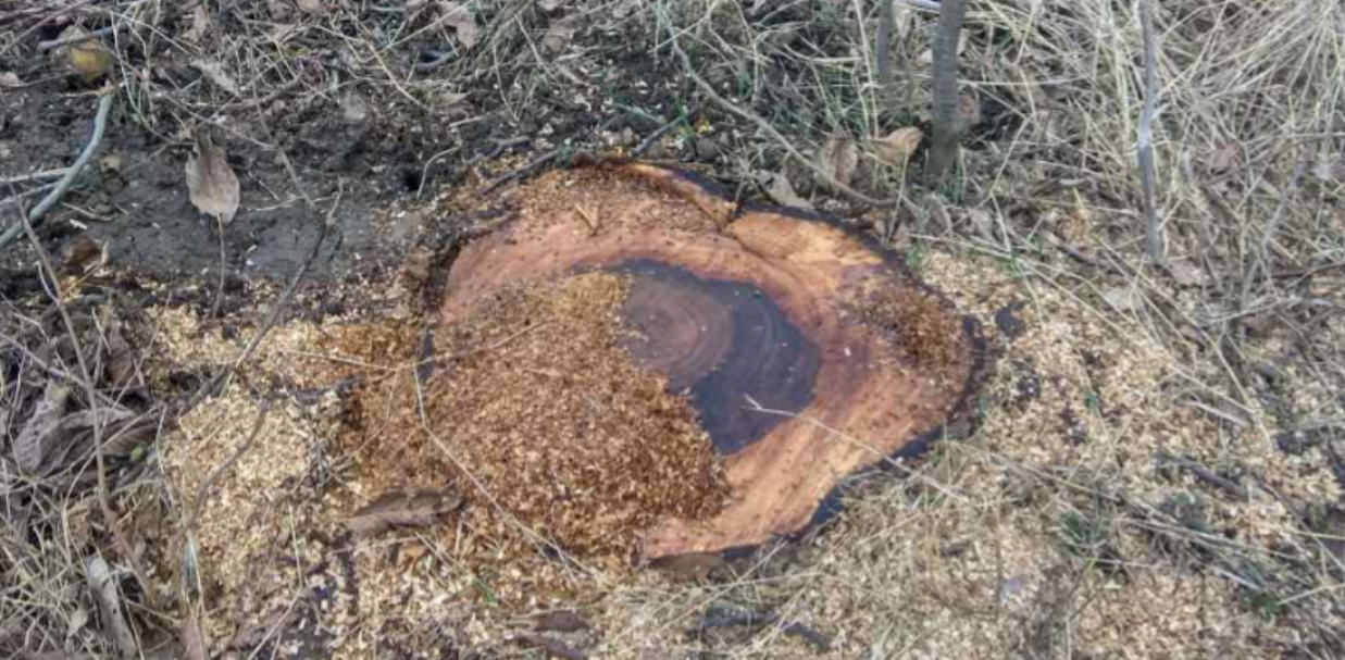 Масове знищення дерев 