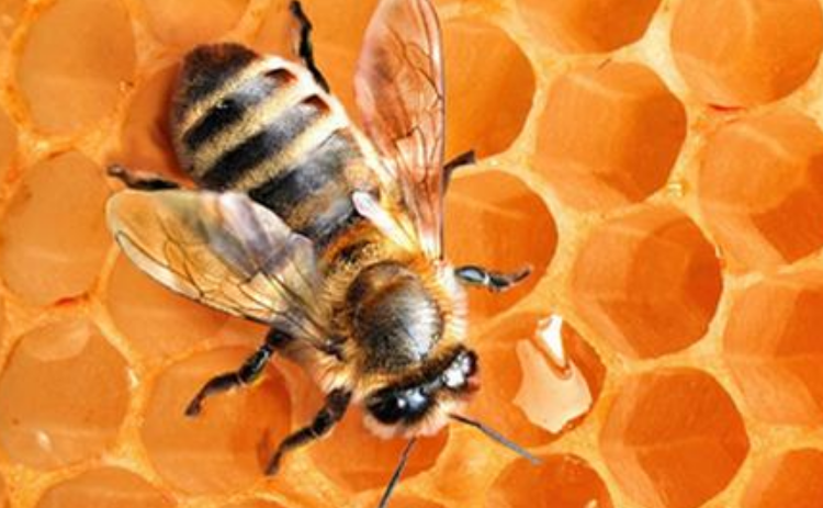 Лікування бджолиною отрутою 